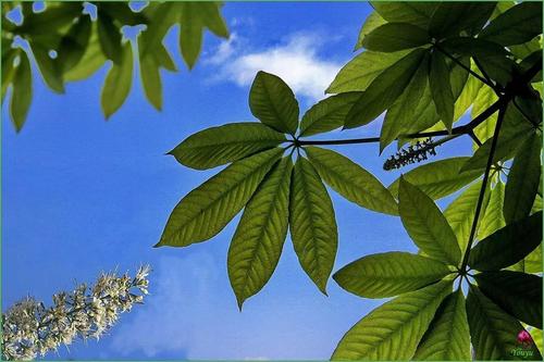 6个可能会夺走你性命的“可怕树木”，看到需要立即逃命