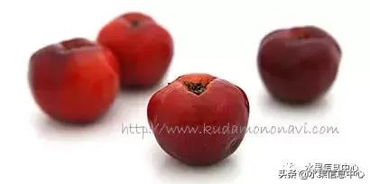 针叶樱桃不是樱桃,针叶樱桃与山樱桃一样吗