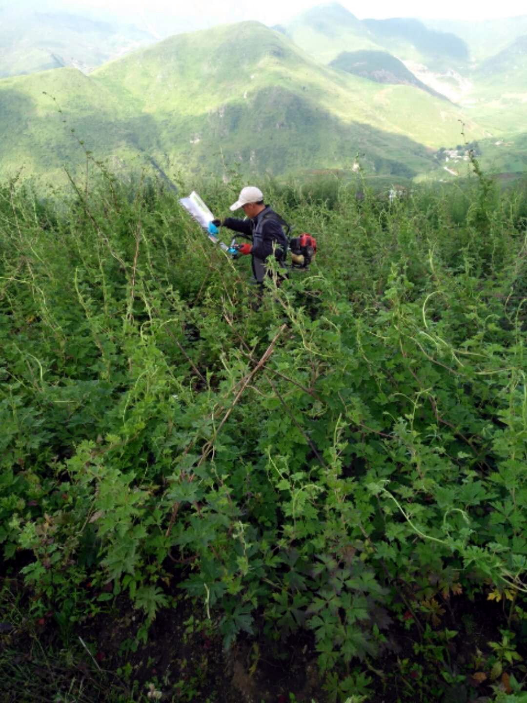 第一梯队中药材,2017年最有潜力中药材