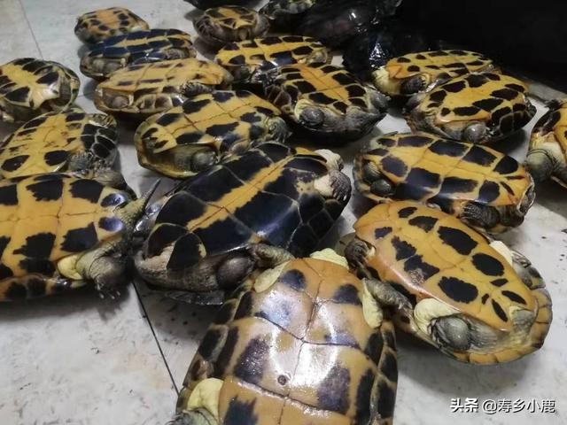 石金钱龟养殖户怎么赚钱,石金钱龟罗定专业养殖户