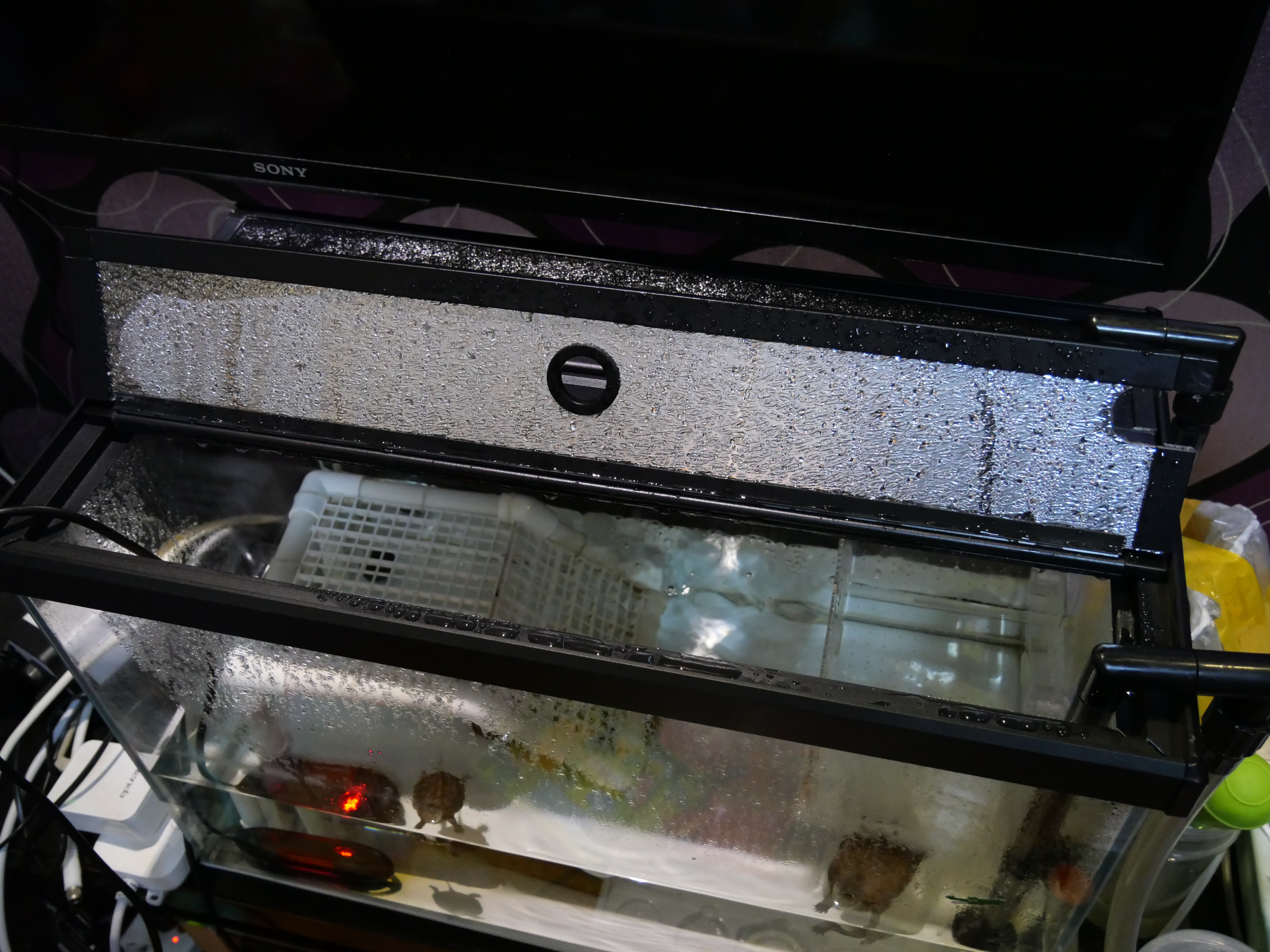 龟蛋孵化出壳怎么养,家养乌龟龟蛋用沙子怎么孵化