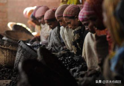 它是4大坚果之首，到年底就热销，市场60元1斤，为何农民不爱种？