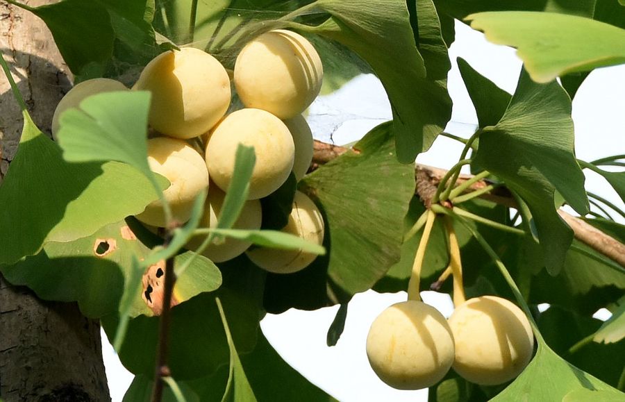 银杏果可以种植为什么银杏濒危,满大街的银杏树到底濒危在哪里