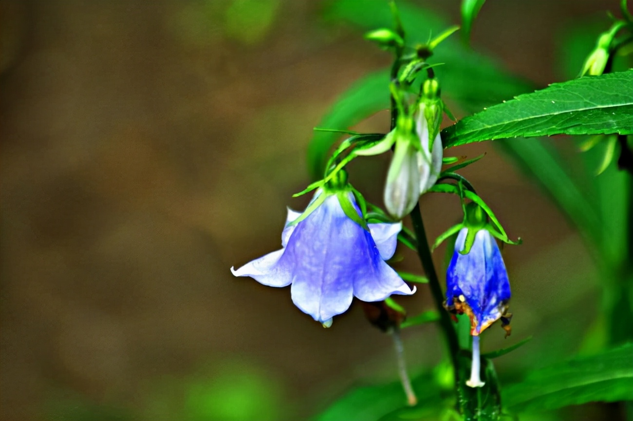 十种蓝色花,常见的六种蓝色花