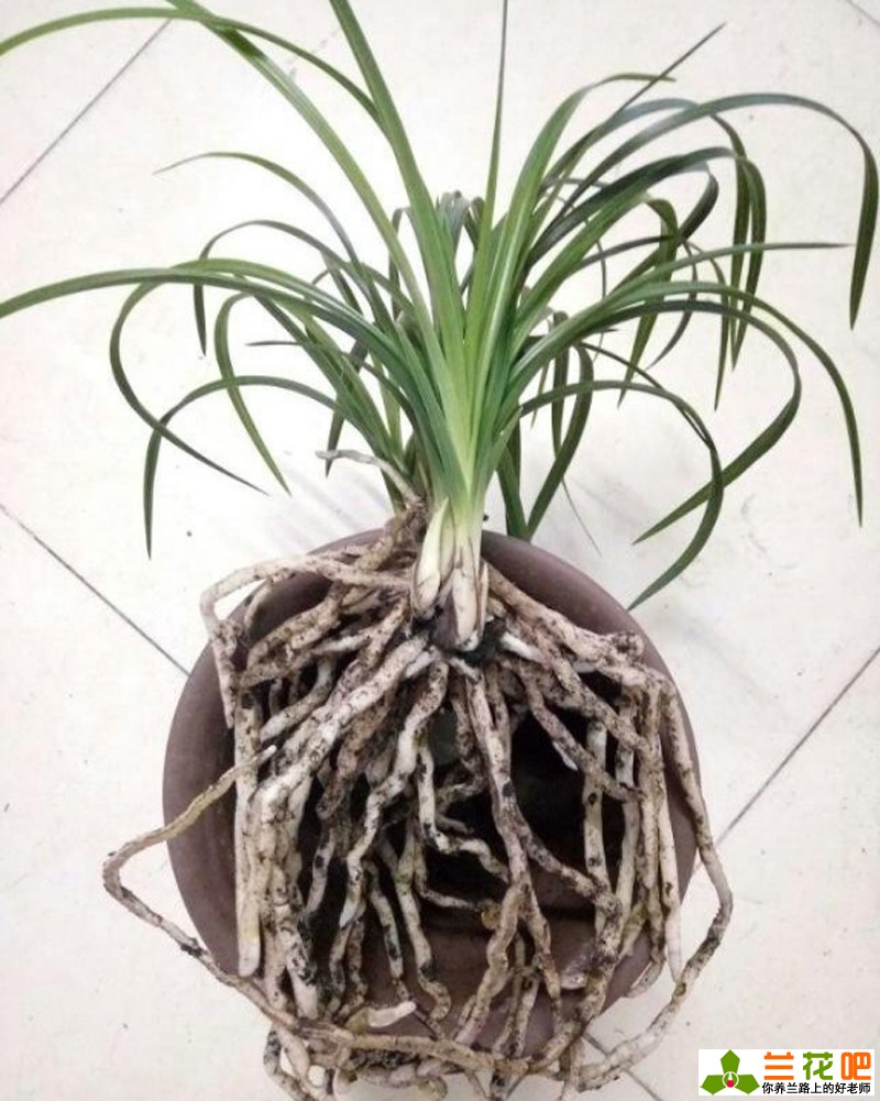 秋季给兰花翻盆和分株的要点,当年刚种的兰花秋季可以翻盆吗