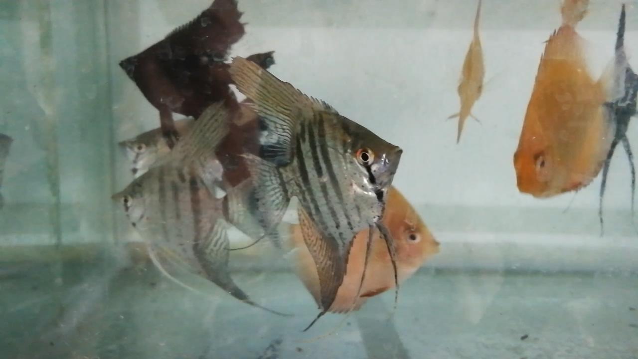 逛观赏鱼市,市场里的观赏鱼热带鱼