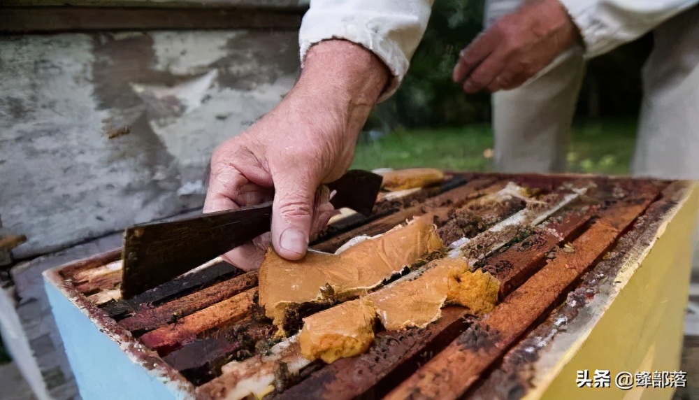 蜜蜂秋繁快速繁蜂法和喂养方法,蜜蜂春繁多久可以采蜜