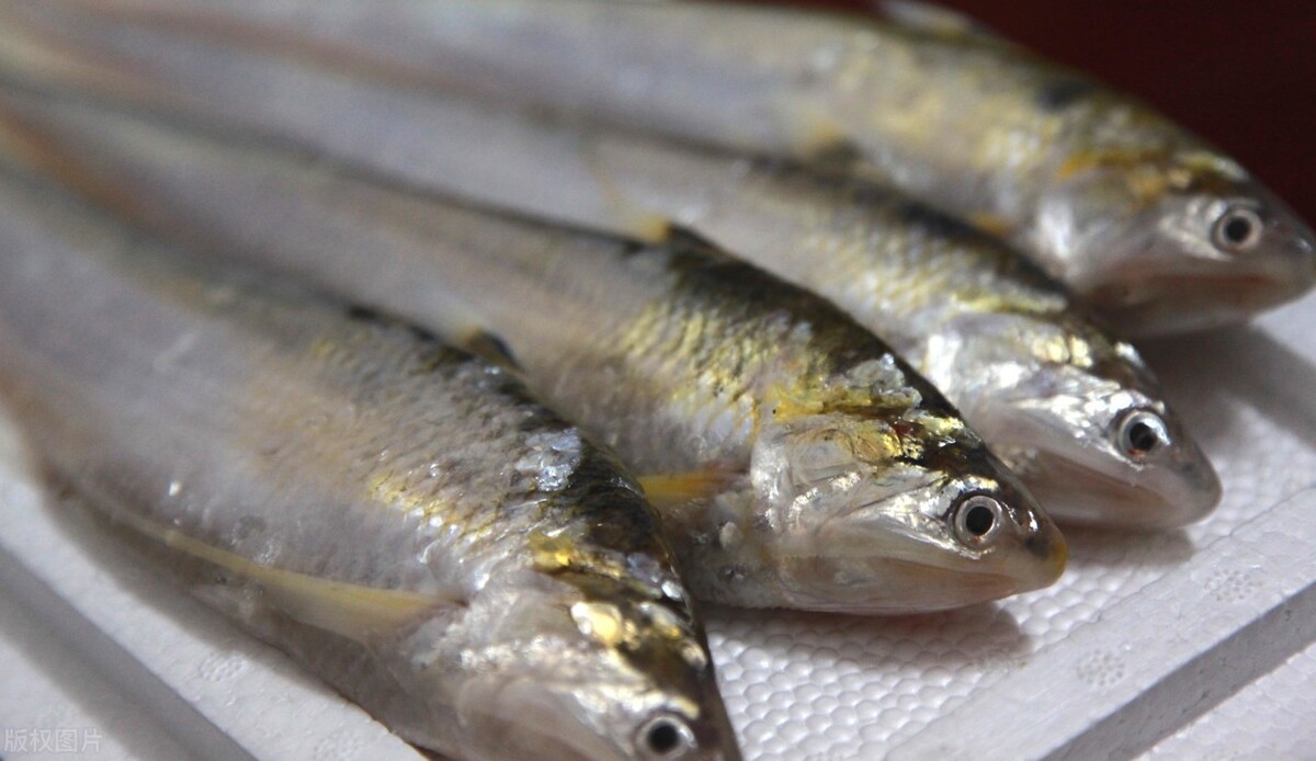 刀鱼价格1800一斤,刀鱼滞销