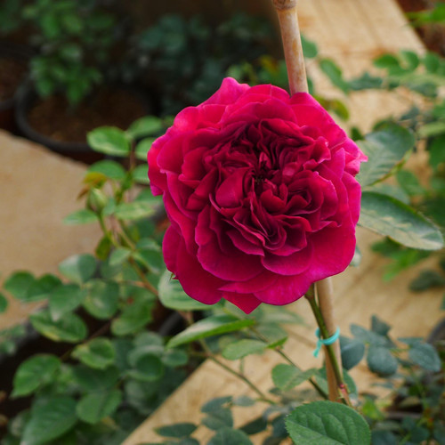 99棵月季,最值得入手的玫瑰月季