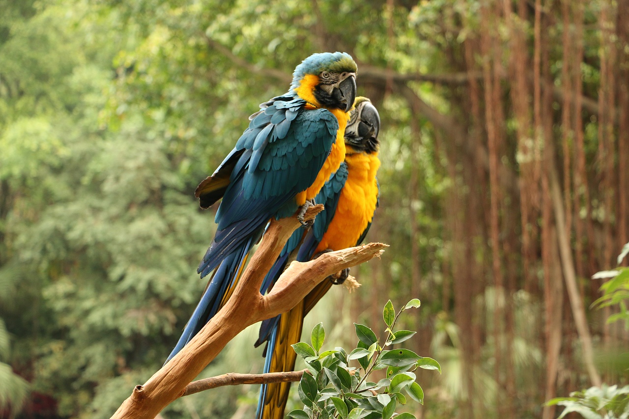 济南野生动物园门票2020年9月,2022年乌鲁木齐野生动物园门票