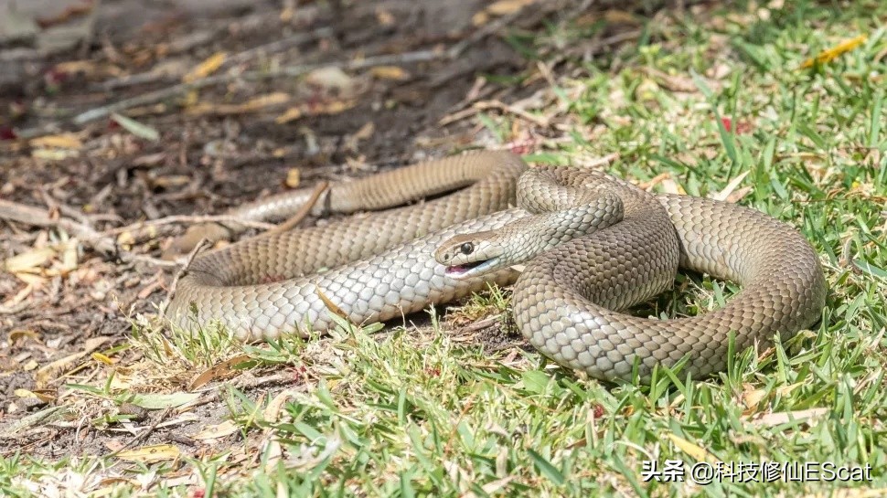 两条毒蛇互相咬会怎么样,两条毒蛇相互咬一口都会死吗