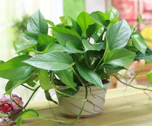 绿萝黄叶又有点烂根怎么补救,绿萝出现烂根黄叶怎么补救