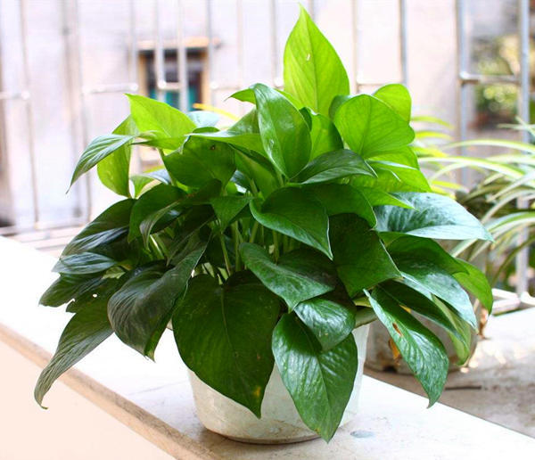 绿萝怎么养才能让人羡慕,绿萝怎么养才能让它长得很好