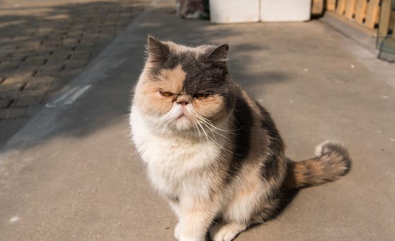 如何正确的养一只加菲猫,为什么不建议养加菲猫