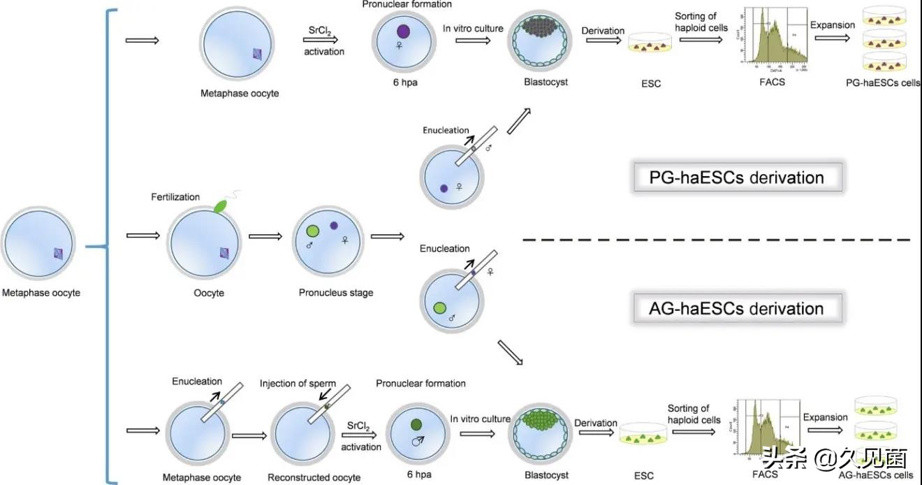 两个卵子能孕育生命吗,两个卵子能不能生育