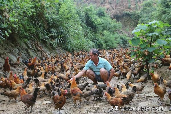 贵州农村养鸡与销路,农村养鸡怎么找销路