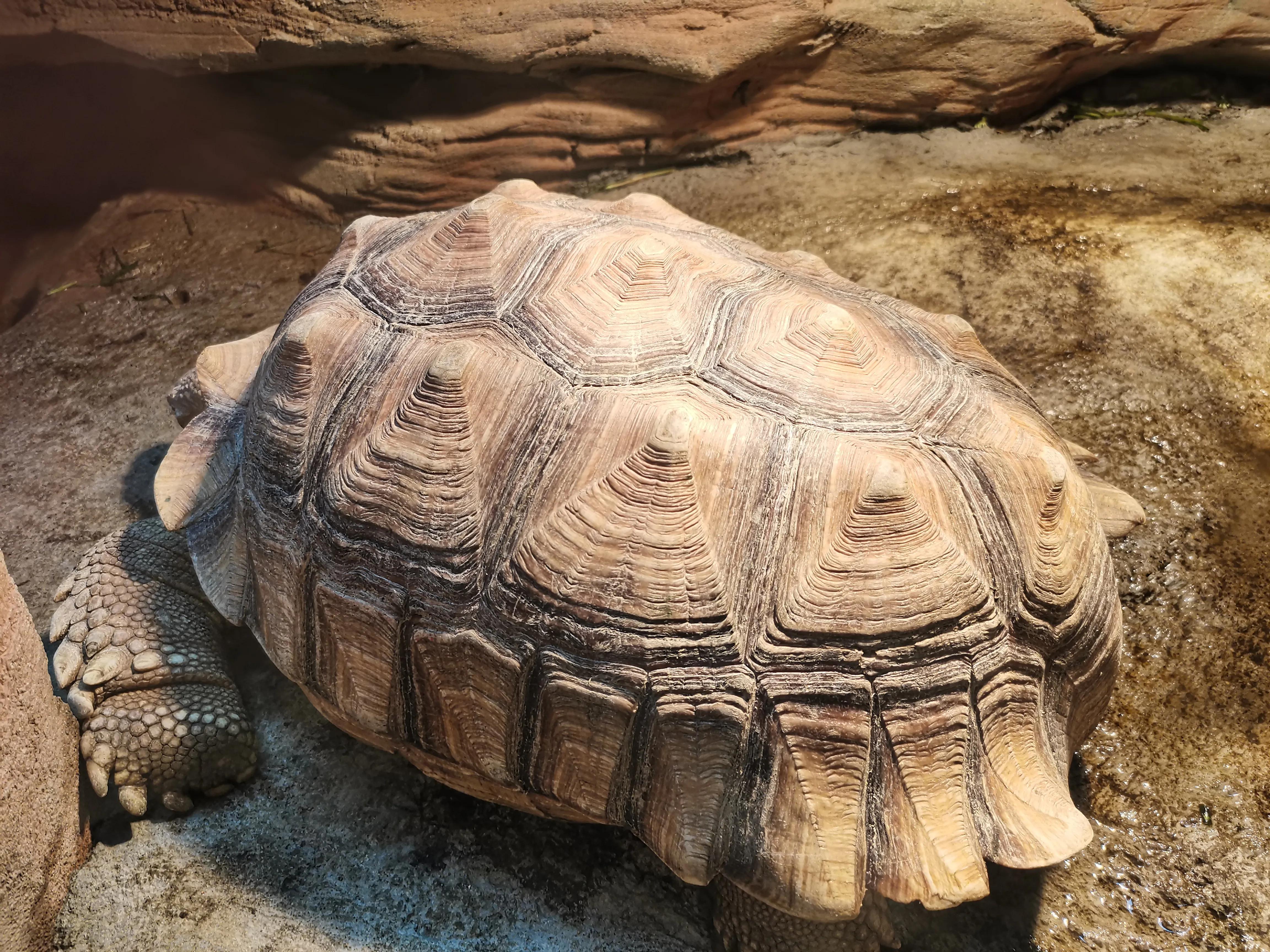 宿州火车站到宿州野生动物园,济南野生动物园和宿州野生动物园