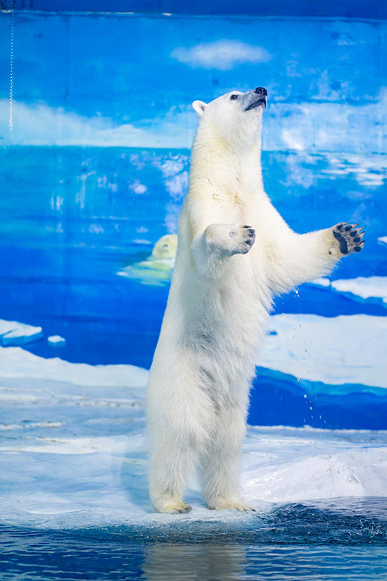 企鹅展区升级新年上新天津海昌极地海洋公园鼠年生肖票仅售9.9元