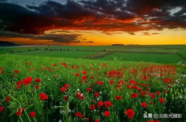 拍夜景鸟的正确方法,拍摄鸟类摄影欣赏