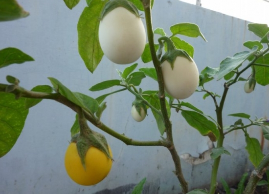 自然界嘴巴奇特的十种动物,十种奇特的自然界植物图片