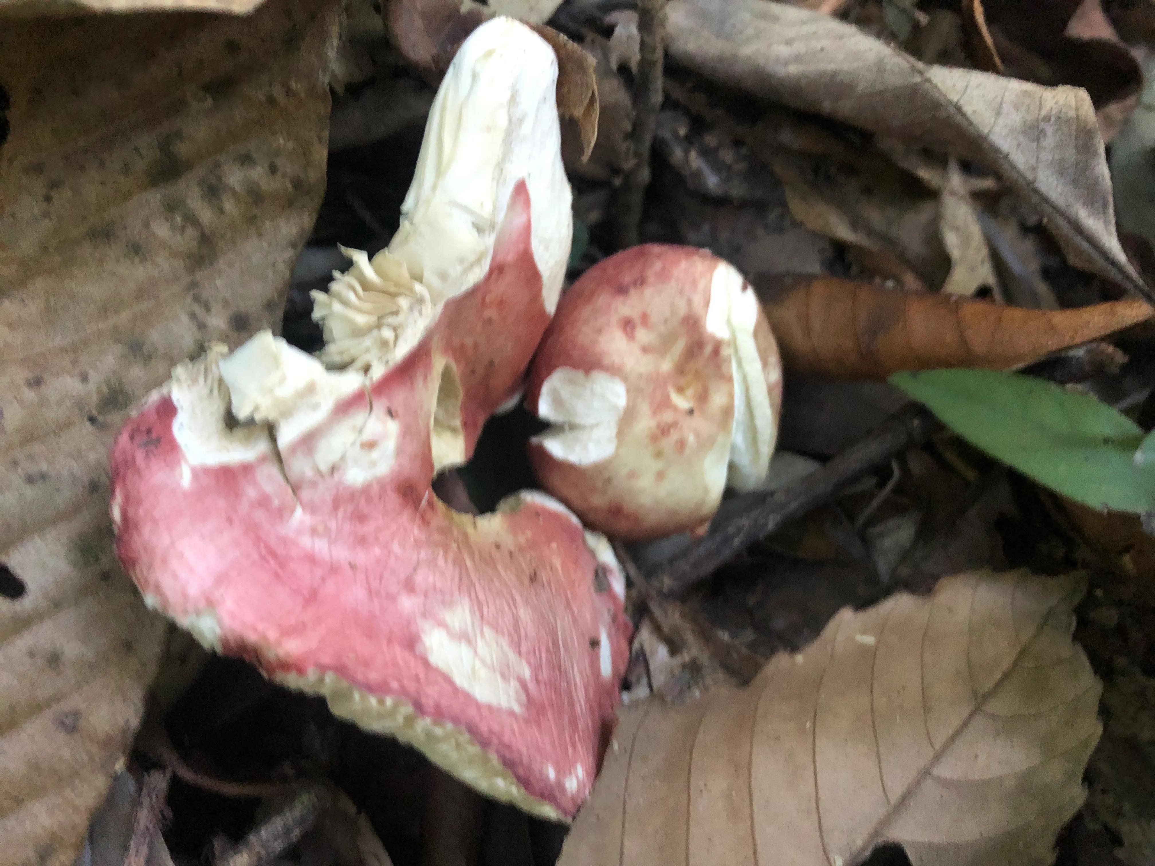 深山野岭野生植物,深山老林野菜植物