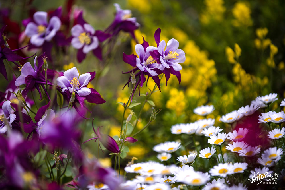 上海国际花展一览表,上海国际花展一览