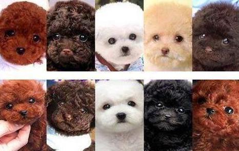 泰迪一定要剃贵宾脚吗,贵宾和泰迪哪个智商高