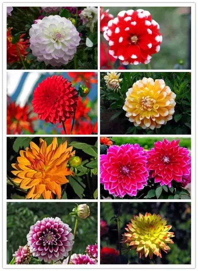 100种常见花卉资料大全,常见100种花卉介绍图片