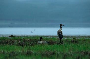 尼康d6拍鸟评测,摄影全套教程尼康d6