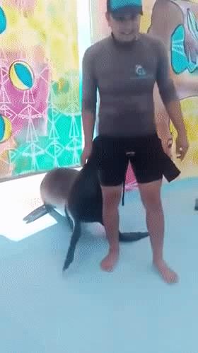 微胖渐欲迷人眼分分钟缴械投降的动态图