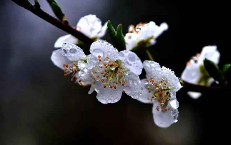 雨打梨花深闭门解析,雨打梨花深闭门忘了青春误了青春