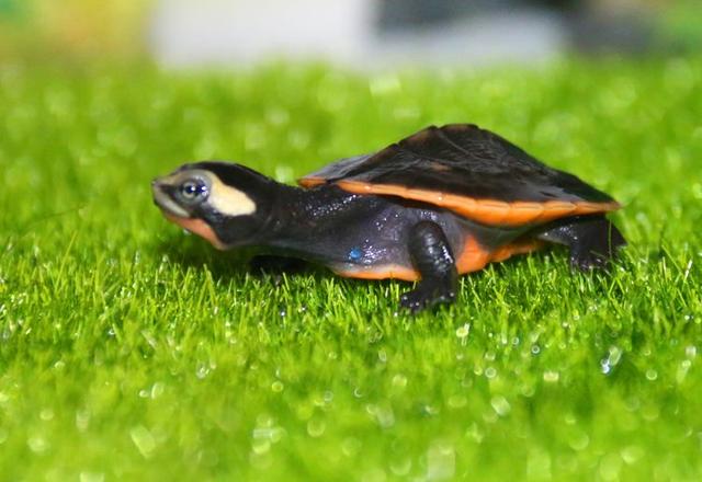 养水龟有啥风水讲究,黄喉拟水龟吃什么