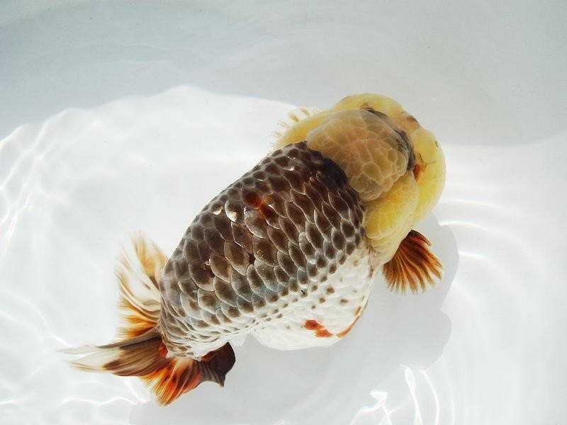 金鱼都有哪些品种图片说明,金鱼分为哪四大品种及其特点