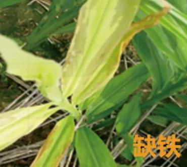 大姜病虫害都用什么药,潍坊大姜病虫害的防治