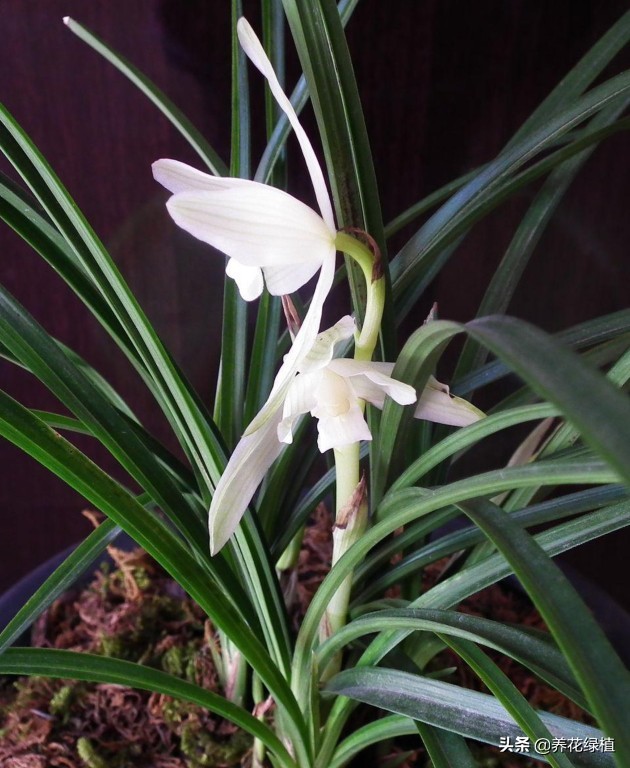兰花的分类与品种如何鉴别,兰花品种哪种兰最贵最好养