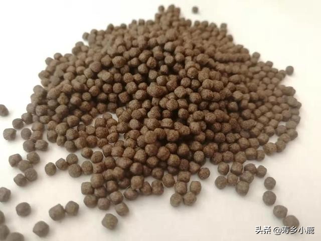 养龟最简单不费钱的方法,养龟需要具备什么样的条件