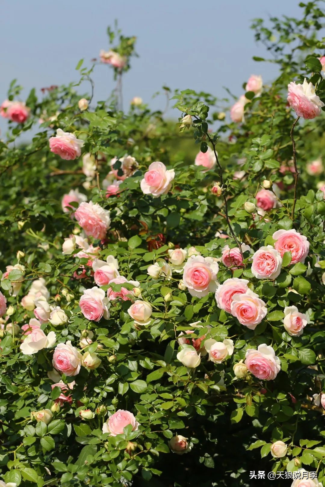 四月最浪漫的蔷薇花,最浪漫的四月花