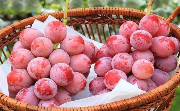 葡萄新品种妮娜皇后介绍,妮娜皇后葡萄收购价格