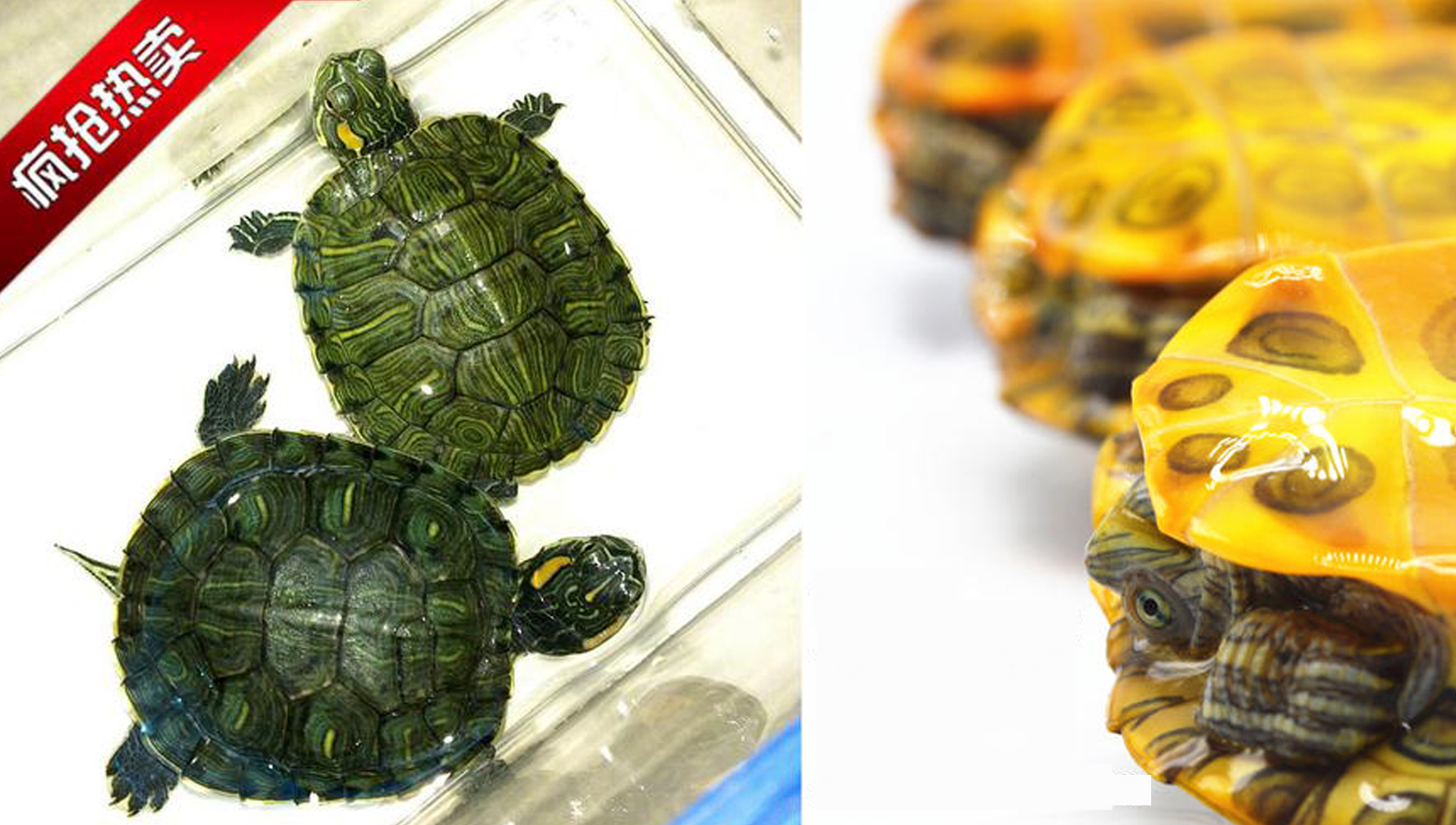 幼年巴西龟图片大全可爱版,巴西龟小时候最可爱的模样