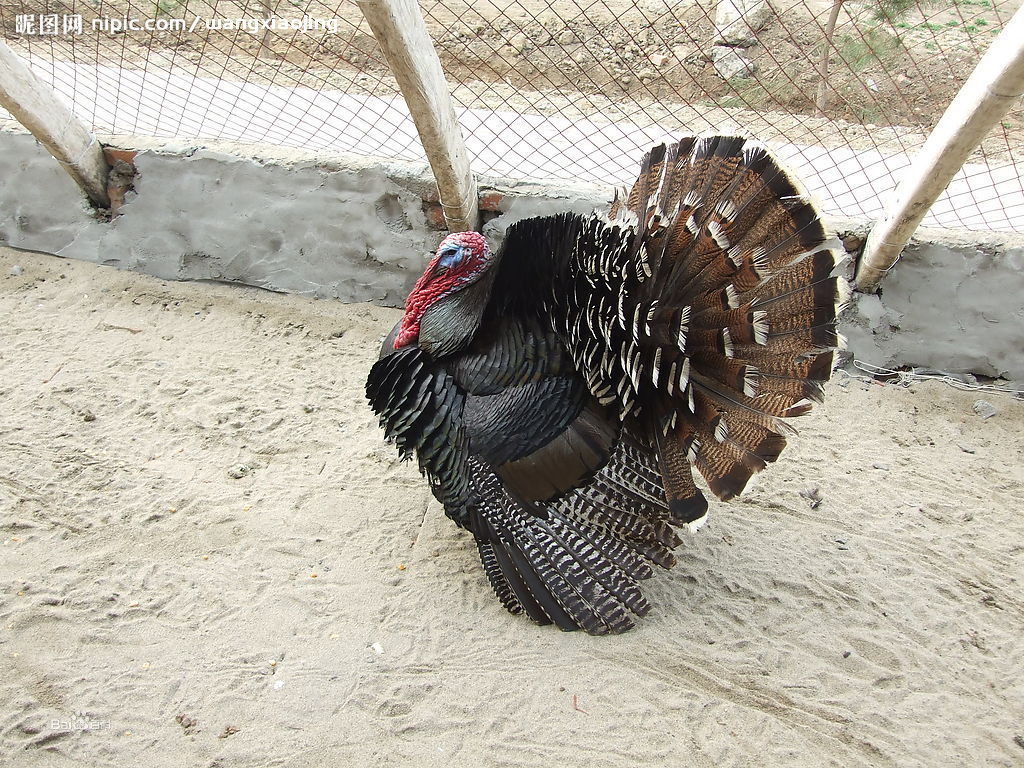 火鸡的养殖技术,火鸡养殖成本利润