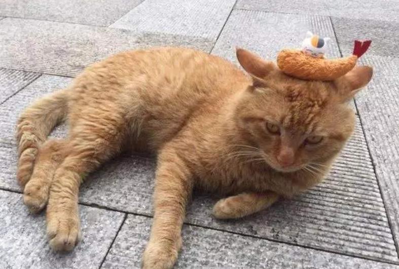 猫咪独自在家回来变得异常胆小,猫咪独自在家15天家会变成什么样