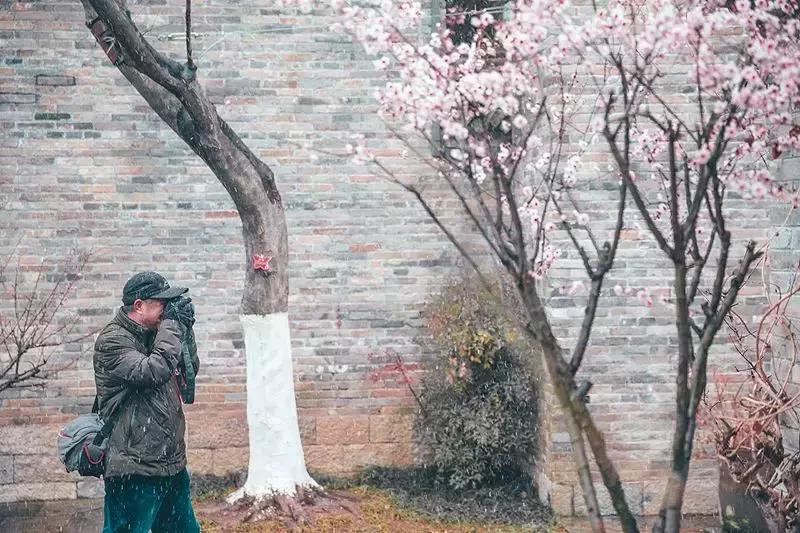 徐州市中心处竟隐藏着一片梅花林，时尚又古香的街区被映成粉色