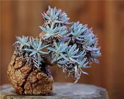 多肉大师手绘花盆,多肉顶级玩家