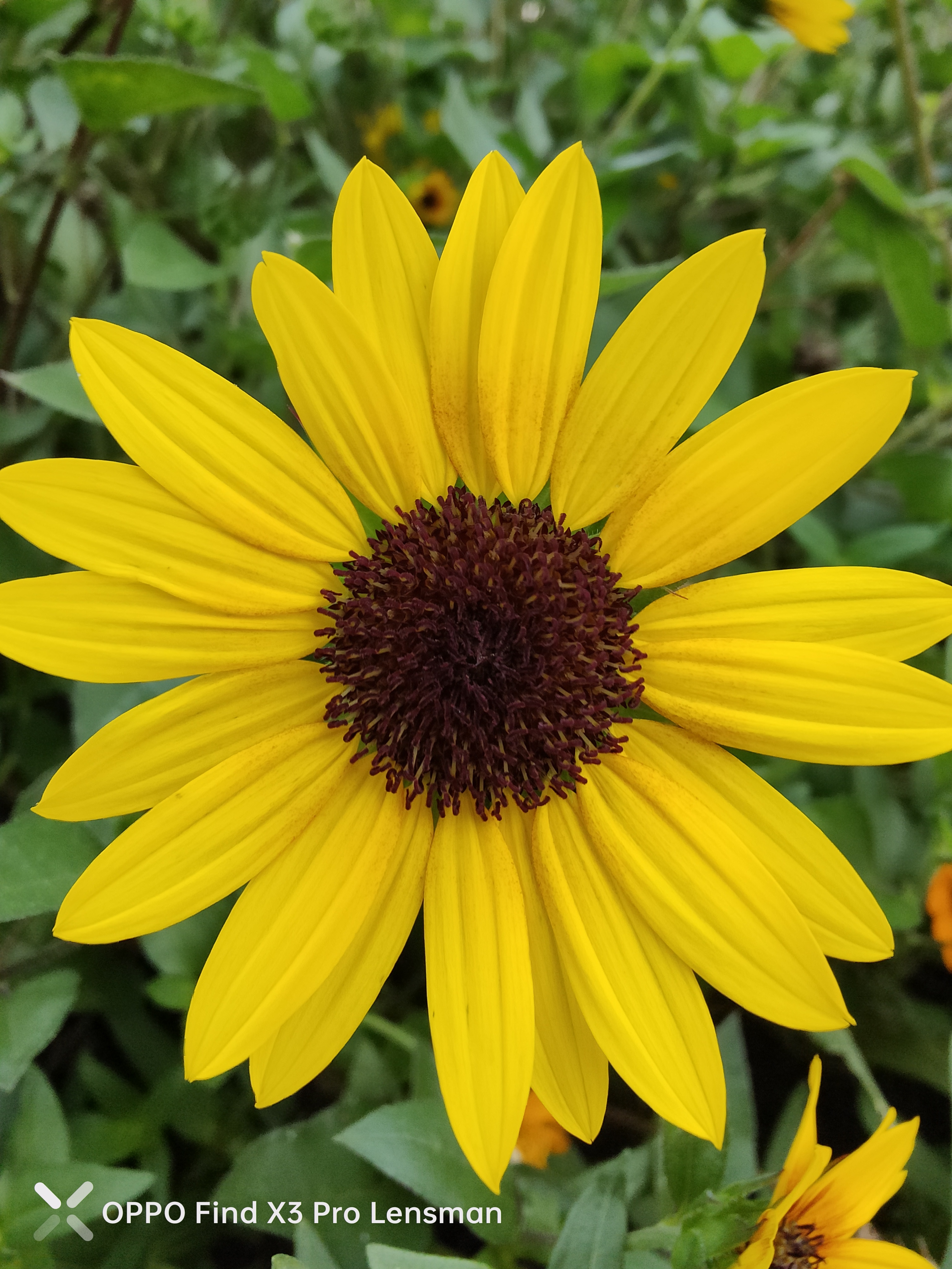 iphoneoppo样张对比,oppo与苹果拍照样张比较