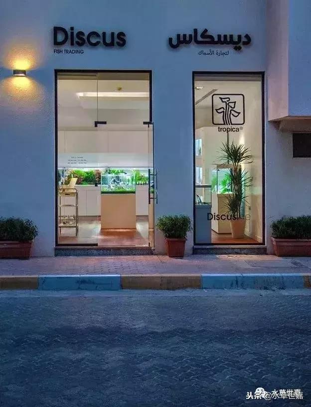 七彩神仙鱼水族箱布景,七彩神仙鱼苗繁殖技术