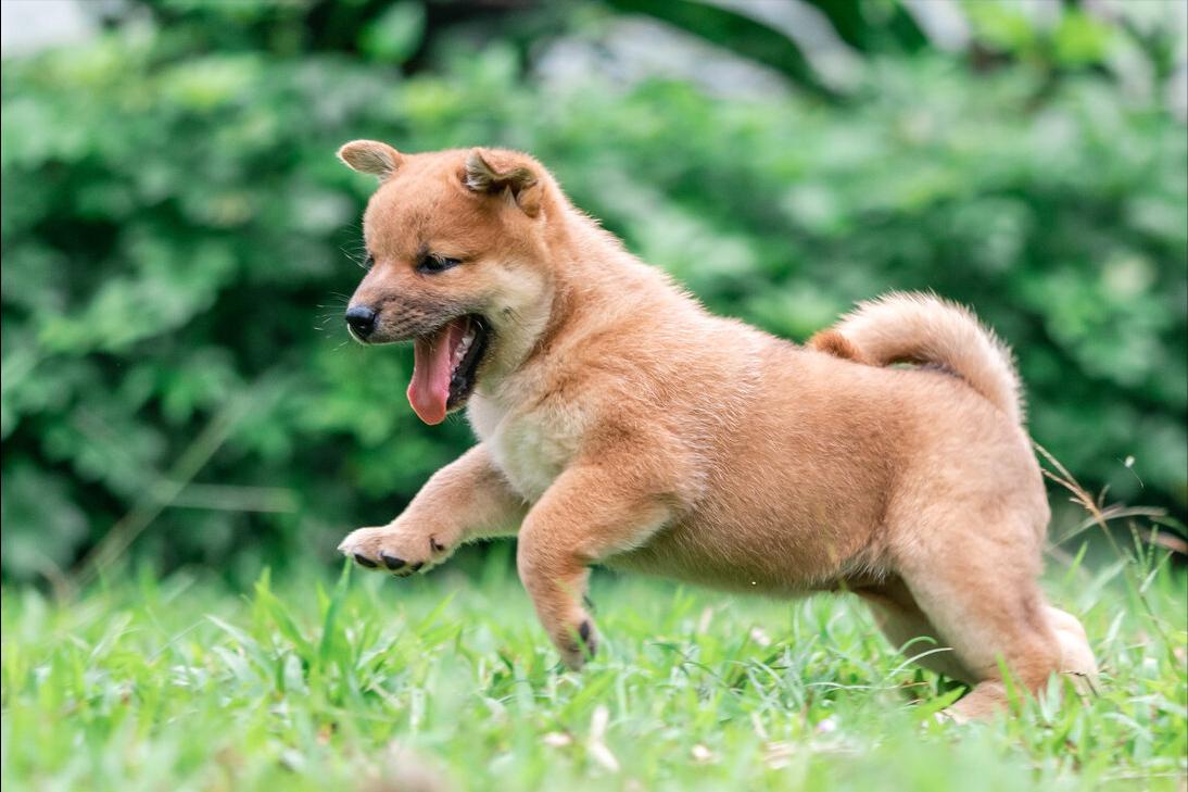 柴犬被批评生气哭了,柴犬的主人要求道歉