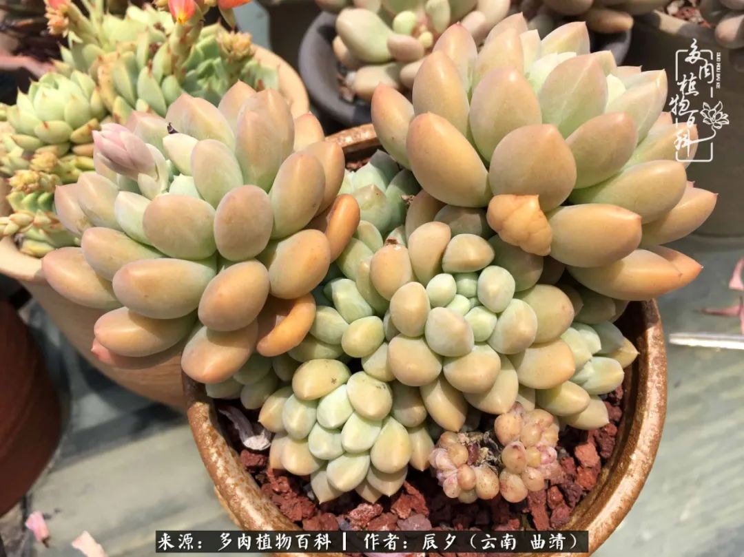 缂辩换鏃栨棊钁宠暏鐢熼,缂辩换鏃栨棊钁宠暏鐢熼鍑哄