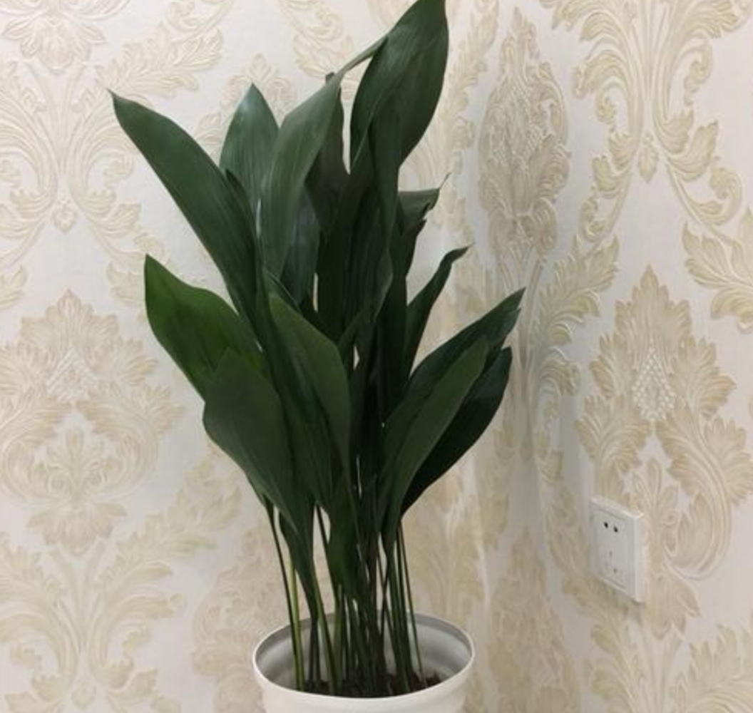 适合室内懒人养的绿色植物独特,有哪些绿色观叶植物不怕冷