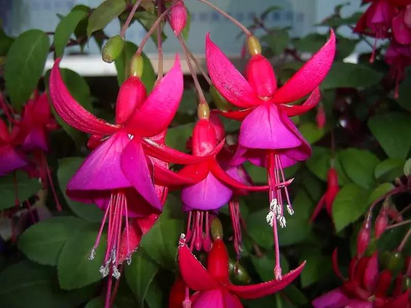 惊艳倒挂金钟,惊艳倒挂金钟图片