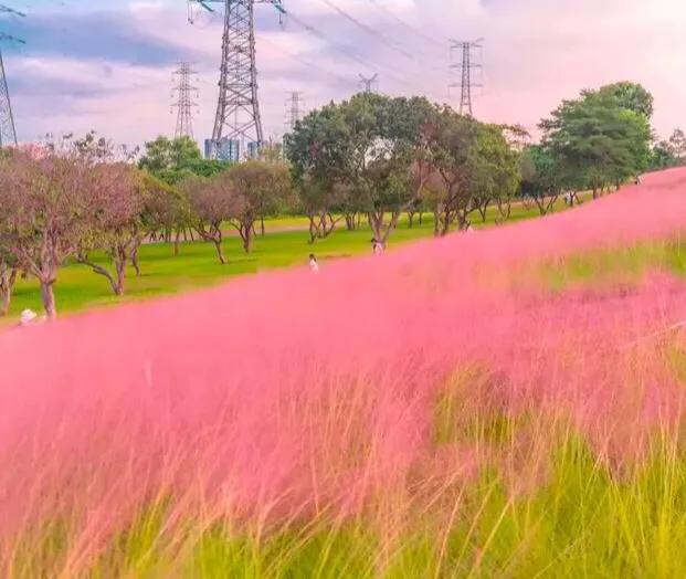 深圳花海公园地址在哪里,深圳中心河公园花海